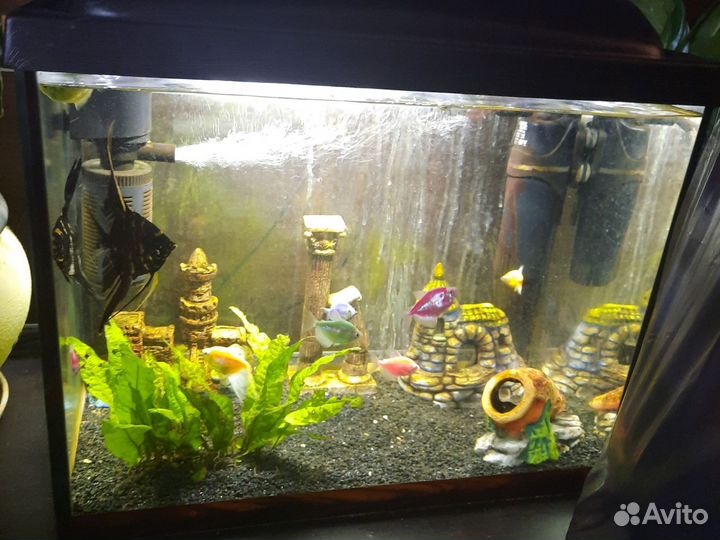 Аквариумные рыбки