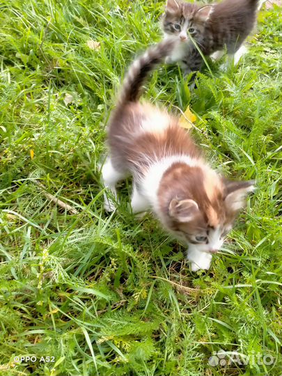 Отдам котят