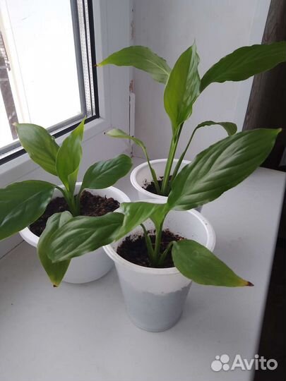 Цветы для дома