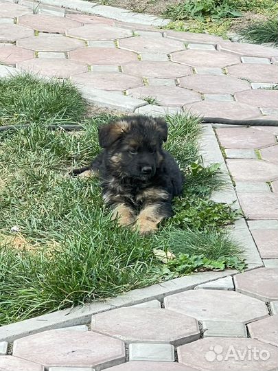 Щенки немецкой овчарки