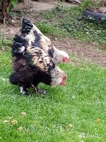Петухи породистые