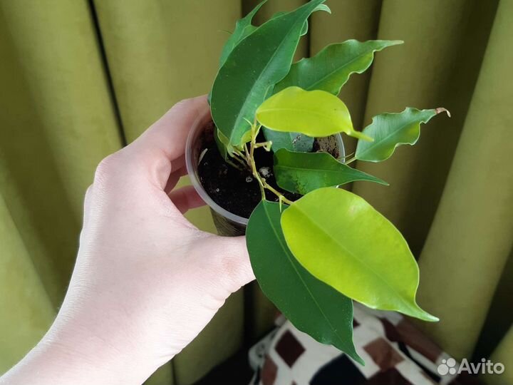 Фикус бенжамина