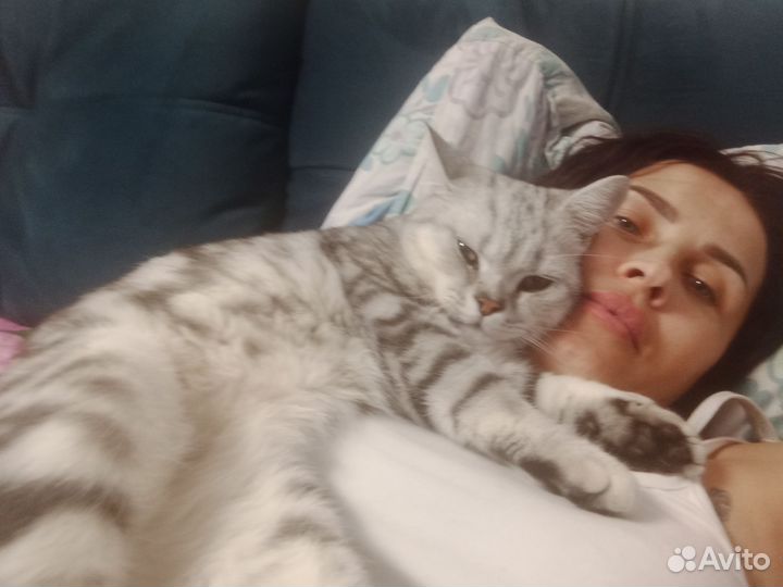 Шотландская кошка