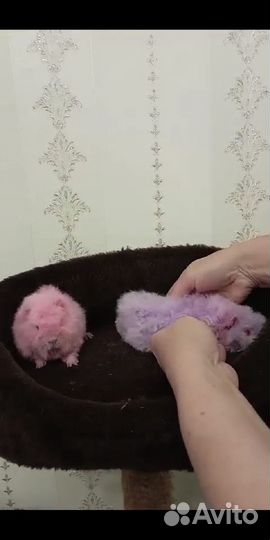 Морские свинки