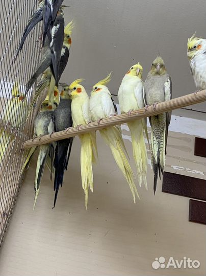 Попугаи карелла