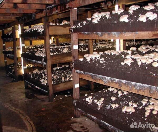 Грибной компост в мешках