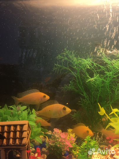 Аквариумные рыбки