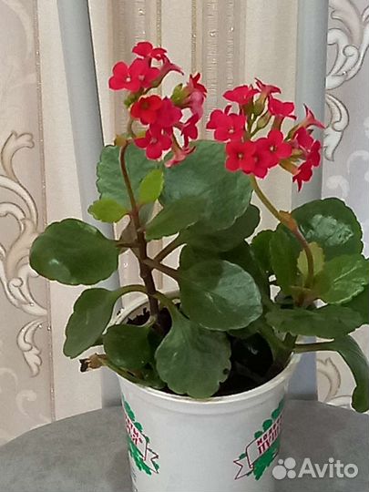 Каланхоэ цветущий