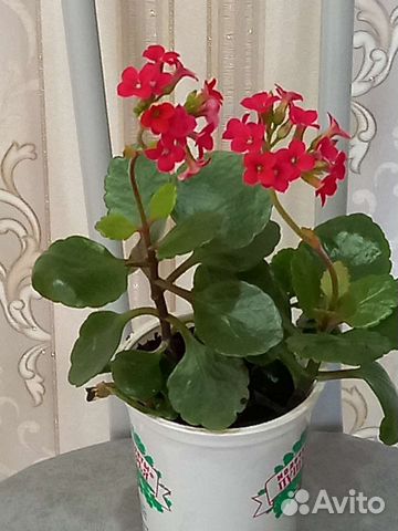 Каланхоэ цветущий