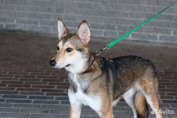 Щенок - мальчик, 10 месяцев