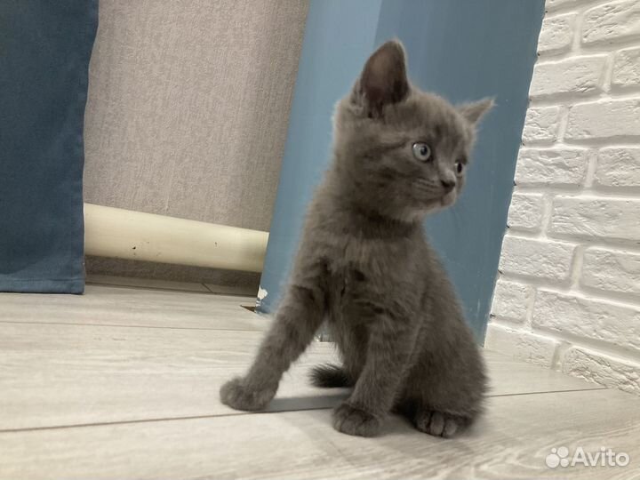 Британские котята
