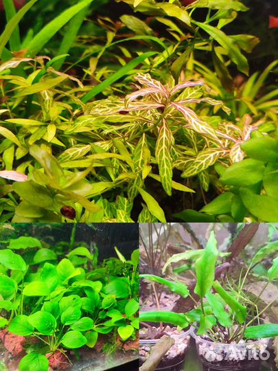 Аквариумные растения