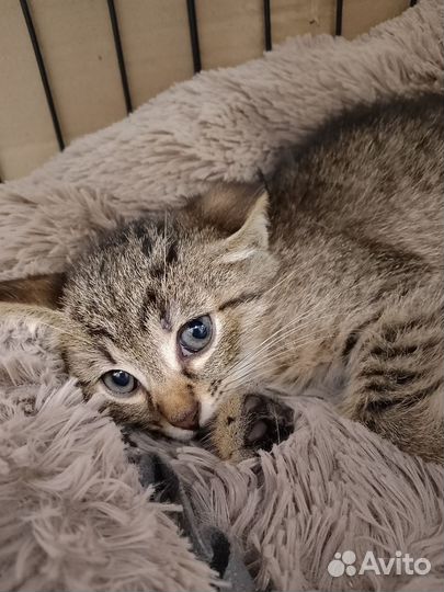 Тигренок-котенок в добрые руки