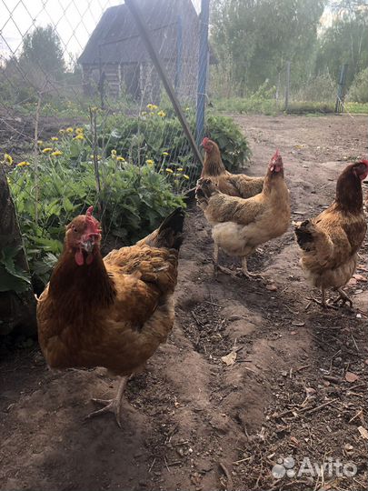 Яйцо инкубационное 40 р шт.кучинская юбилейная