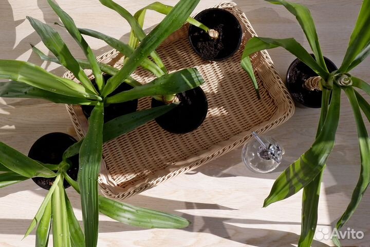 Комнатные растения юкка