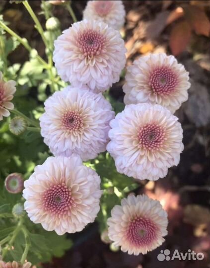 Хризантема мультифлора