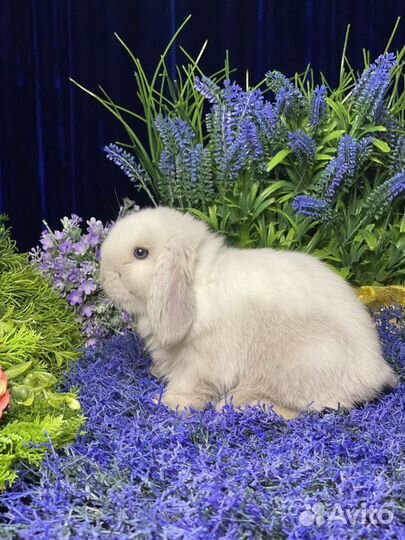 Карликовые кролики