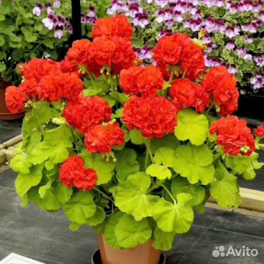 Пеларгония (герань) миниатюрная карликовая
