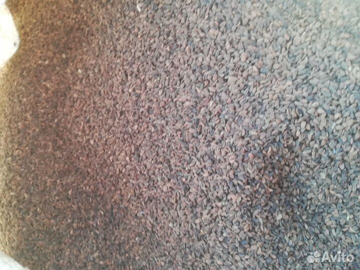 Семена фацелии