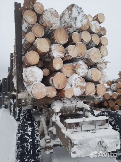 Лес кругляк сосна