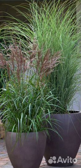 Мискантус китайский