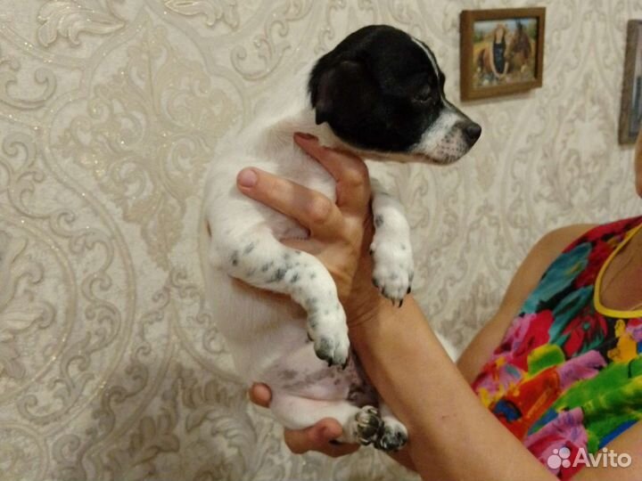 Чихуахуа