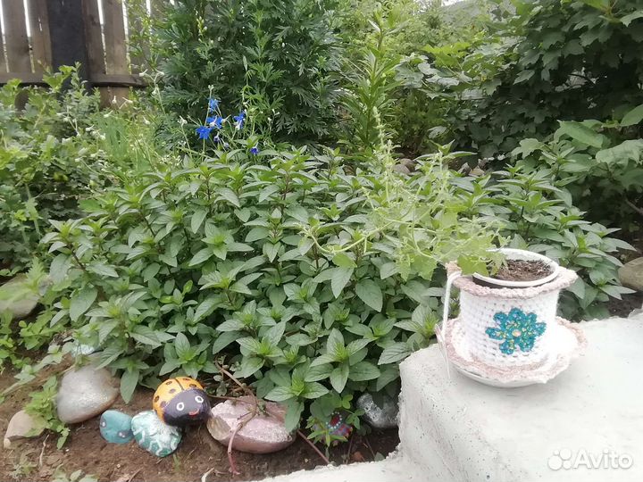 Мята в ассортименте