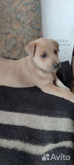 Собака в добрые руки щенок