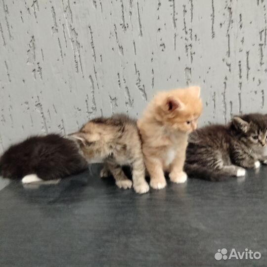 Порода сибирская кошка