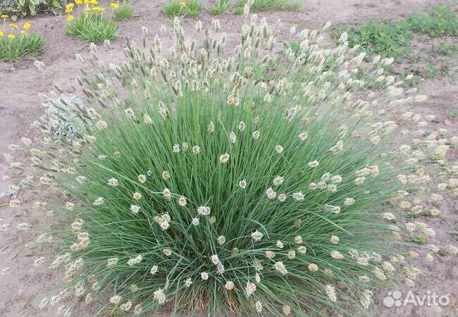 Декоративные злаки