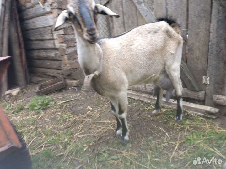 Дойные козы