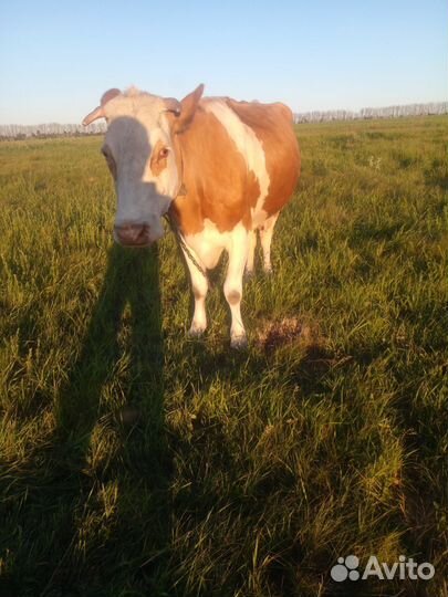 Корова дойная