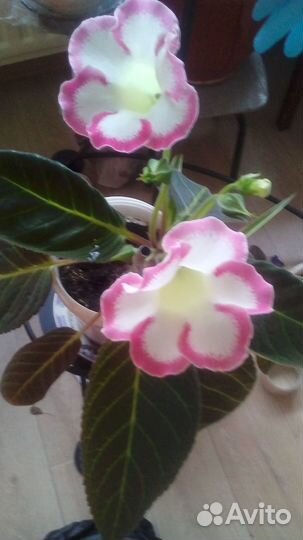 Комнатные растения. цветущие глоксинии