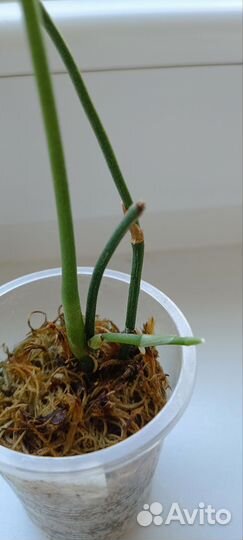 Амидриум Медиум Сильвер(Монстера)