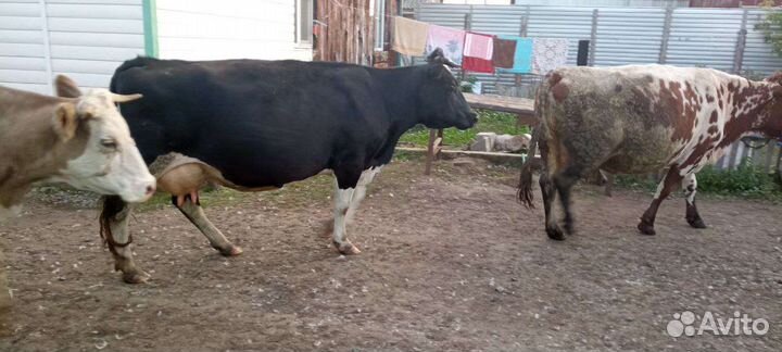 Коровы дойные молочные