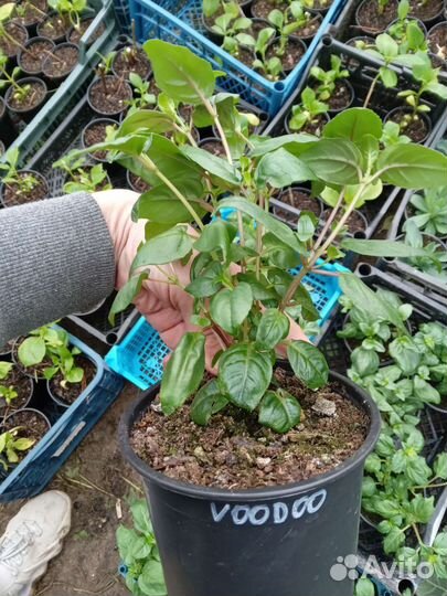 Фуксия сортовая крупноцветковая