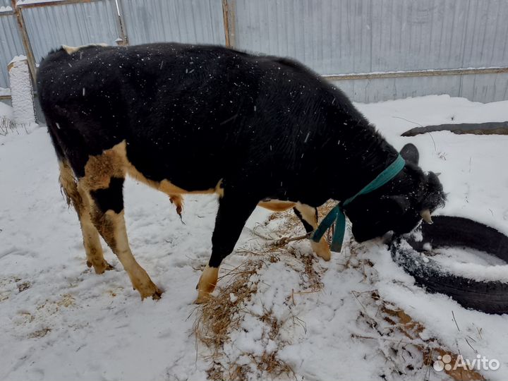 Продам бычка живым весом