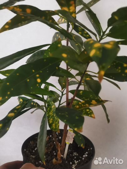 Кротон 3 вида