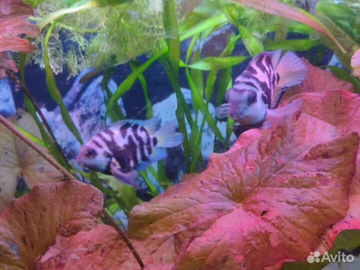 Сапфировый попугай, Чернополосая цихлазома