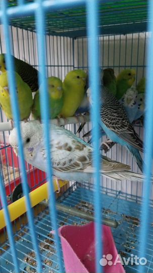 Рыба,животные,попугай