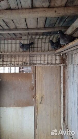 Голуби высоколетные сербские, бабочки николаевские