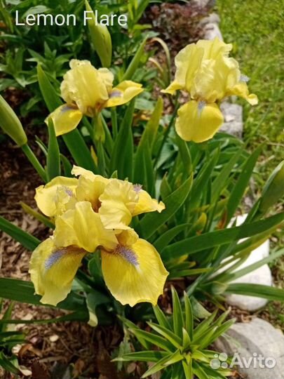 Ирисы карликовые