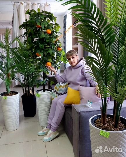 Мандариновое дерево с плодами