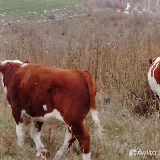 Бычки и быки