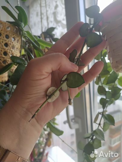 Hoya krohniana Хойя