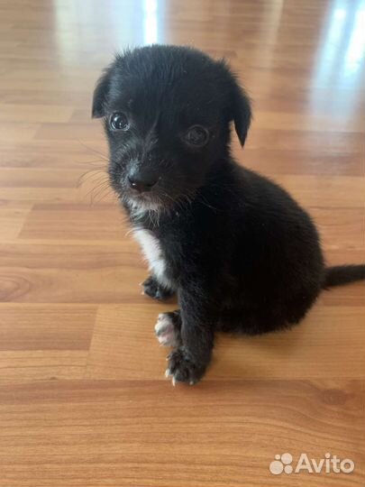 Щеночки девочки