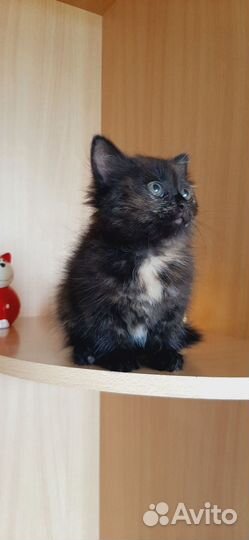 Черный котенок