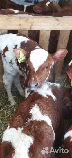 Телята доставка