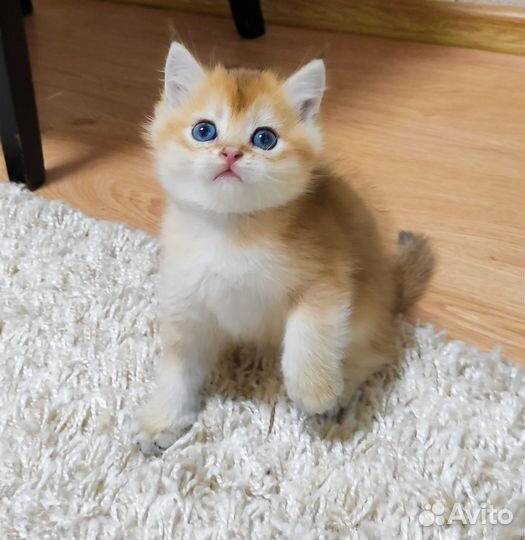 Шотландские котята