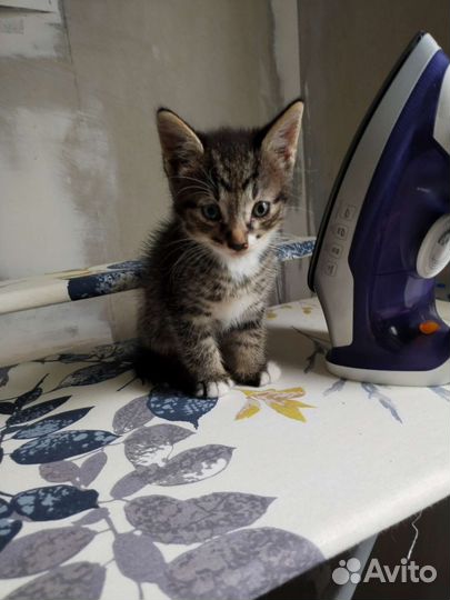 Котята отдам в добрые руки бесплатно